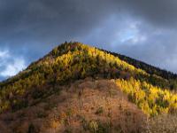 Lärchen am Haindorfer Berg im späten Sonnenlicht